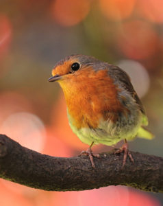 Photo d'oiseau, Olympus