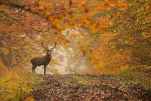 Photo d'un cerf au milieu d'une forêt
